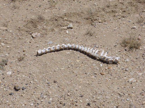 Spinal Snake.